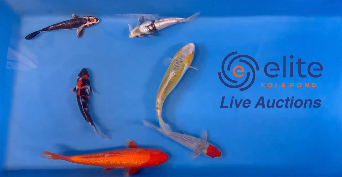 Live Auction Koi Selected for Saturday 11th February