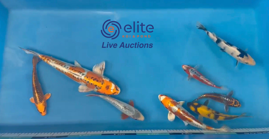 Live Auction Koi Selected for Saturday 8th July