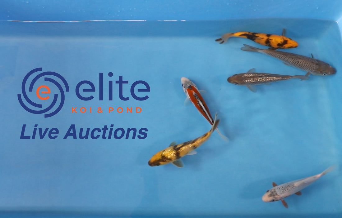 Live Auction Koi Selected for Saturday 27th of May