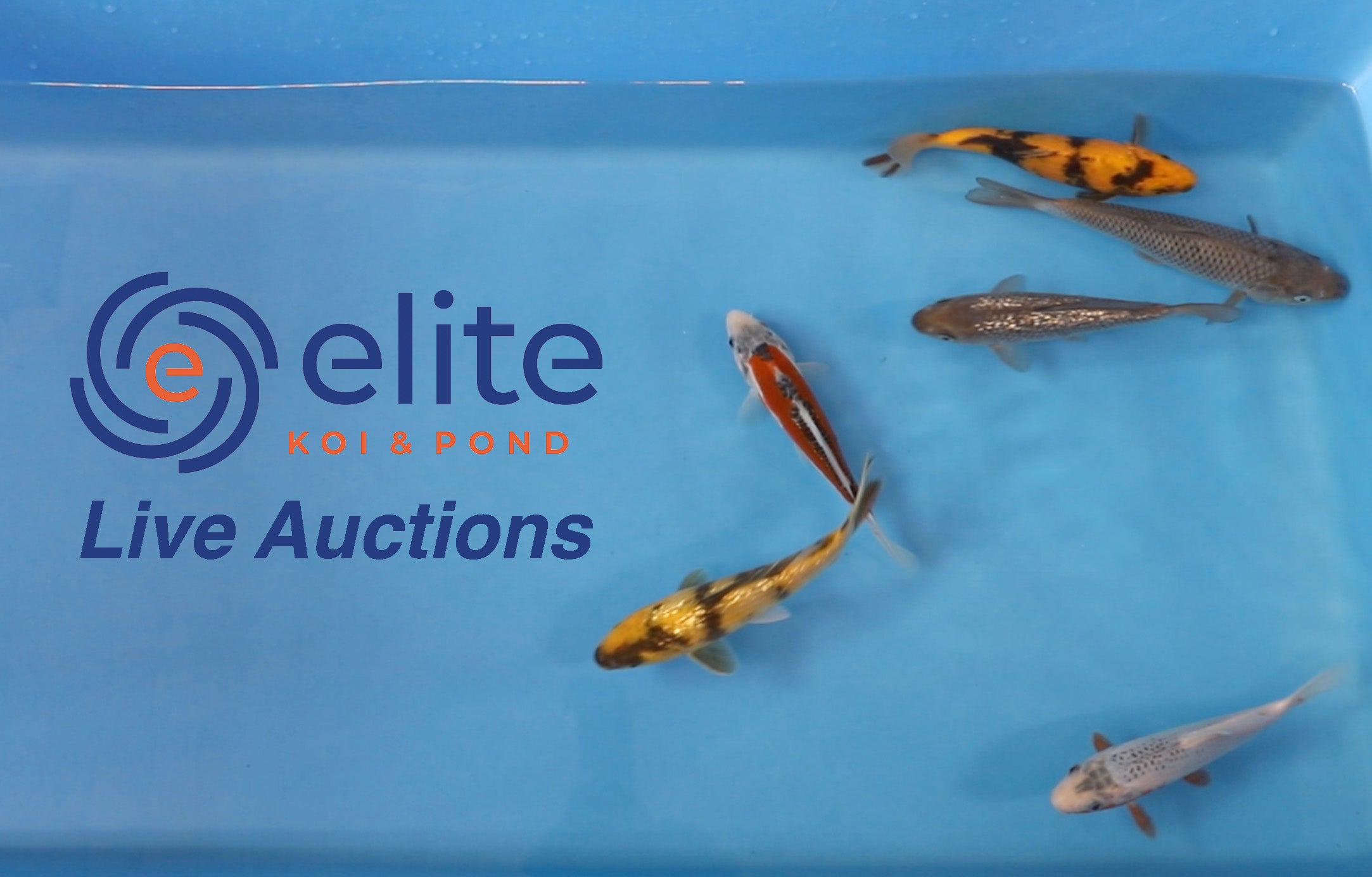 Live Auction Koi Selected for Saturday 27th of May