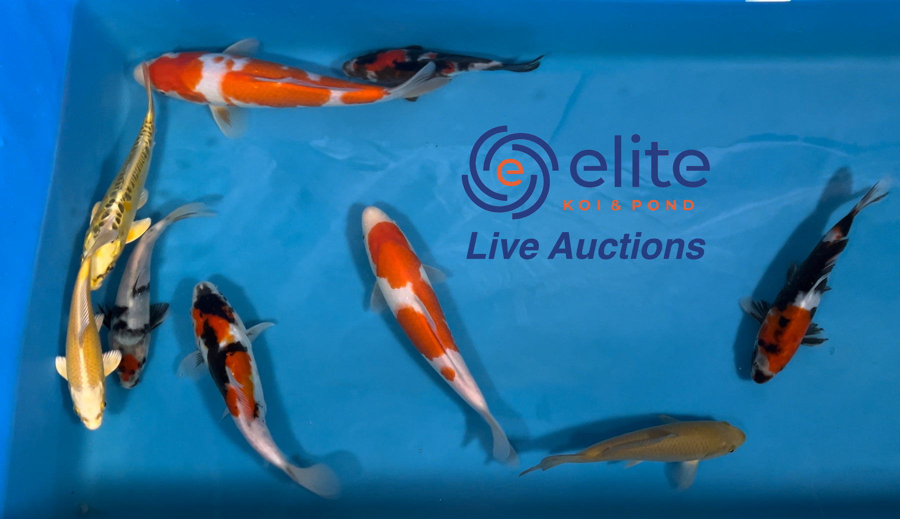 Live Auction Koi Selected for Saturday 25th November