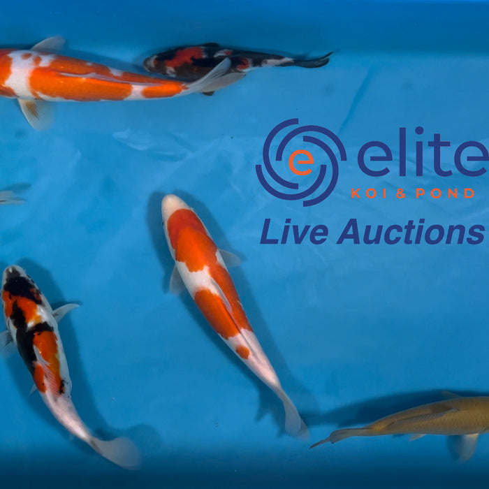 Live Auction Koi Selected for Saturday 25th November