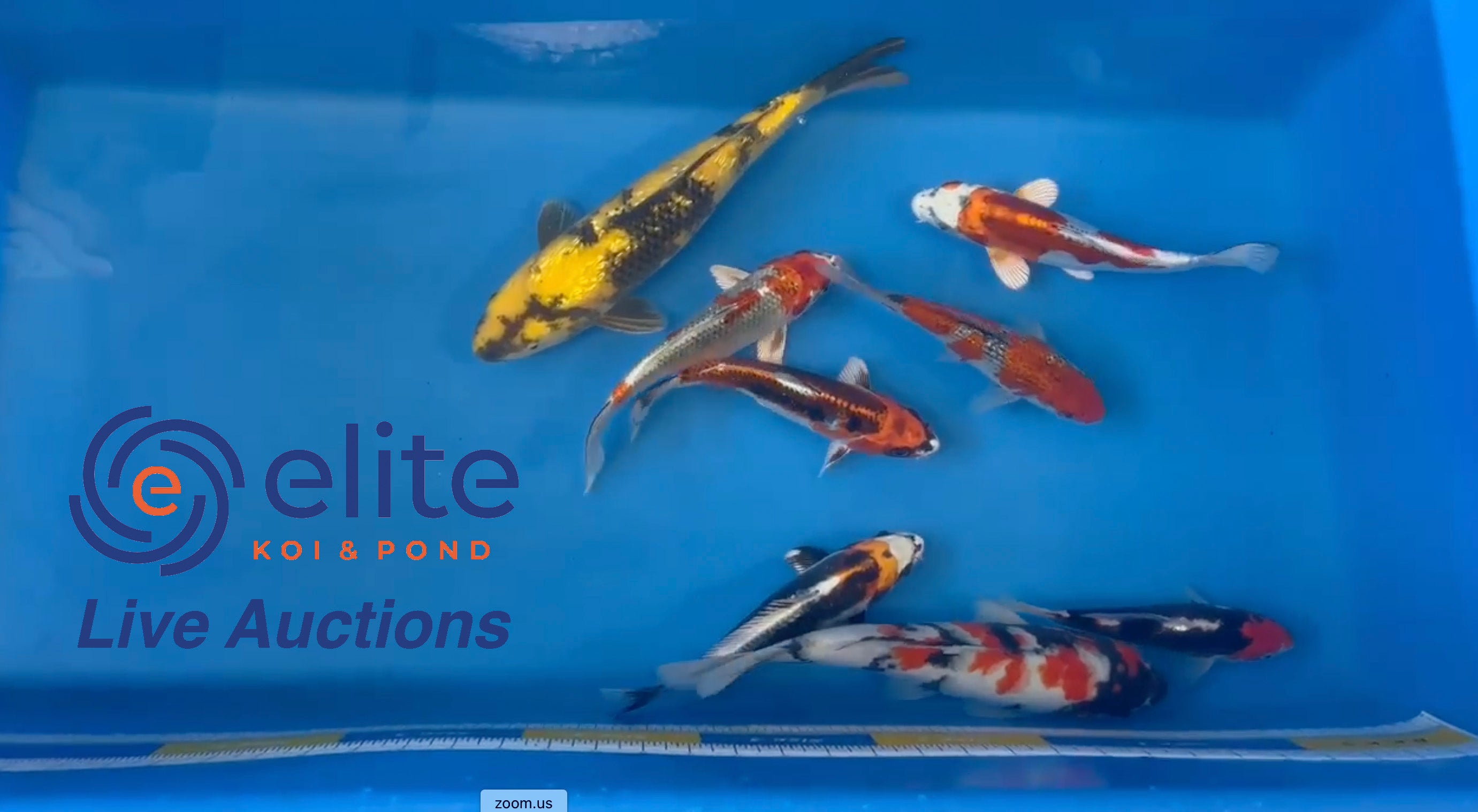 Live Auction Koi Selected for Saturday 6th of May