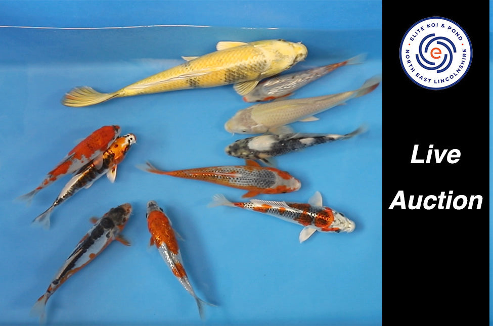 Join Our Weekly Japanese Koi Auction Livestream - 14th of September
