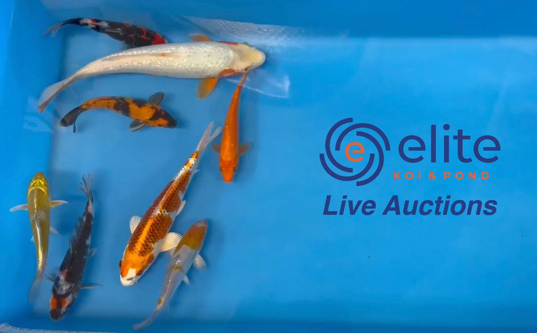 Live Auction Koi Selected for Saturday 3rd June