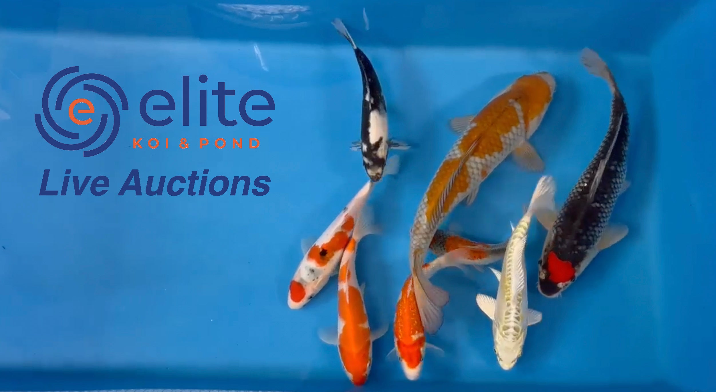 Live Auction Koi Selected for Saturday 18th of March