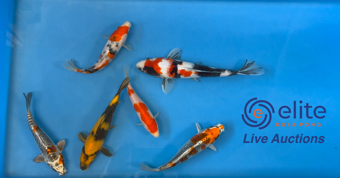 Live Auction Koi Selected for Saturday 14th October