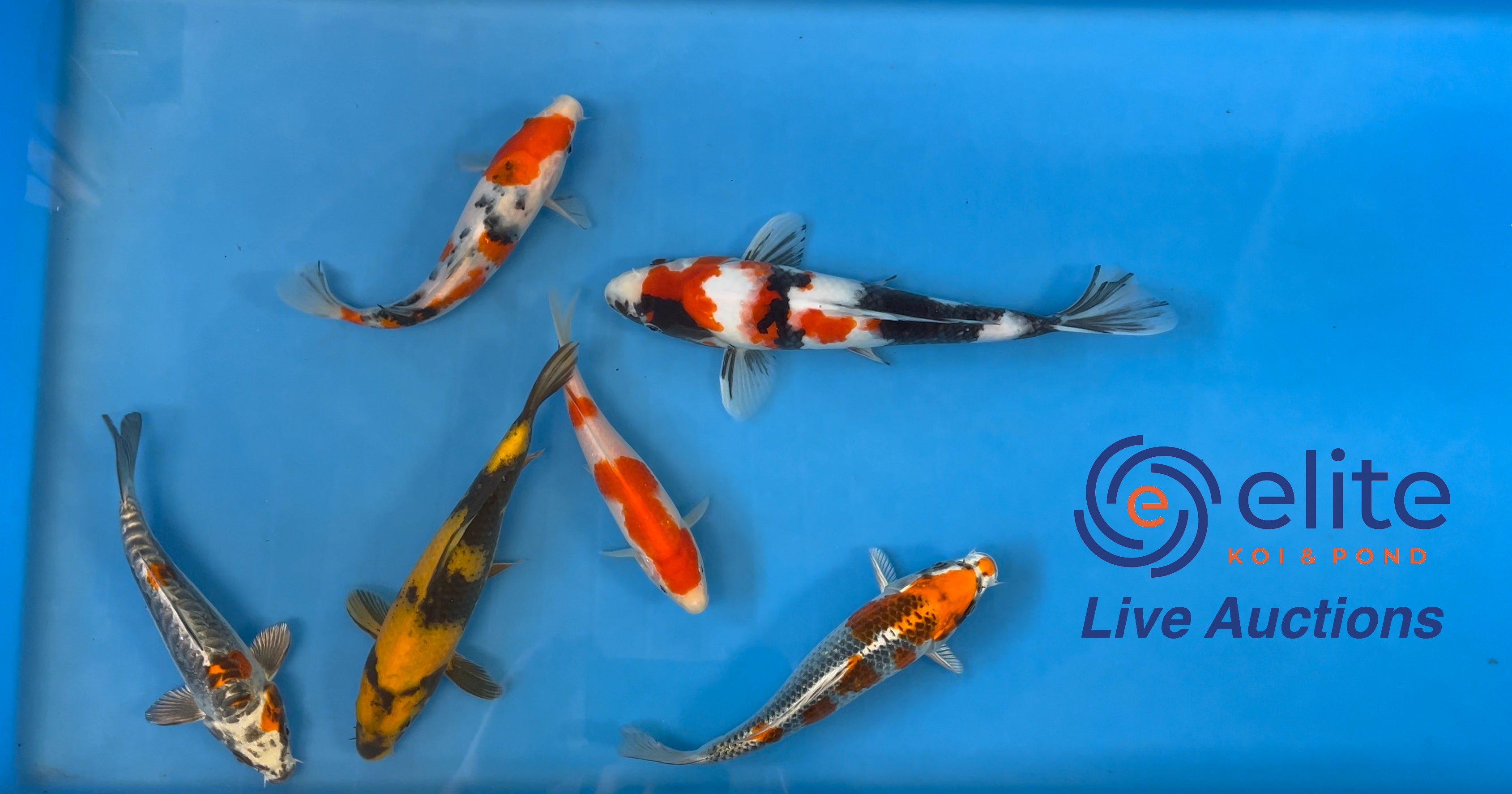 Live Auction Koi Selected for Saturday 14th October