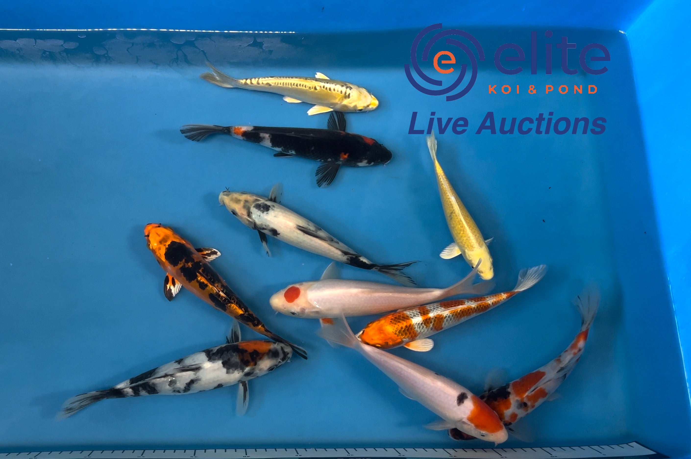 Live Auction Koi Selected for Saturday 5th January