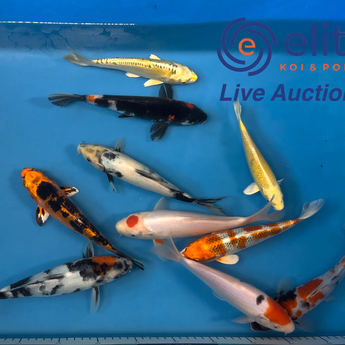 Live Auction Koi Selected for Saturday 5th January