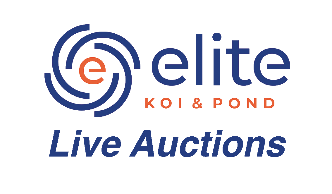 Live Auction Koi Selected for Saturday 29th July