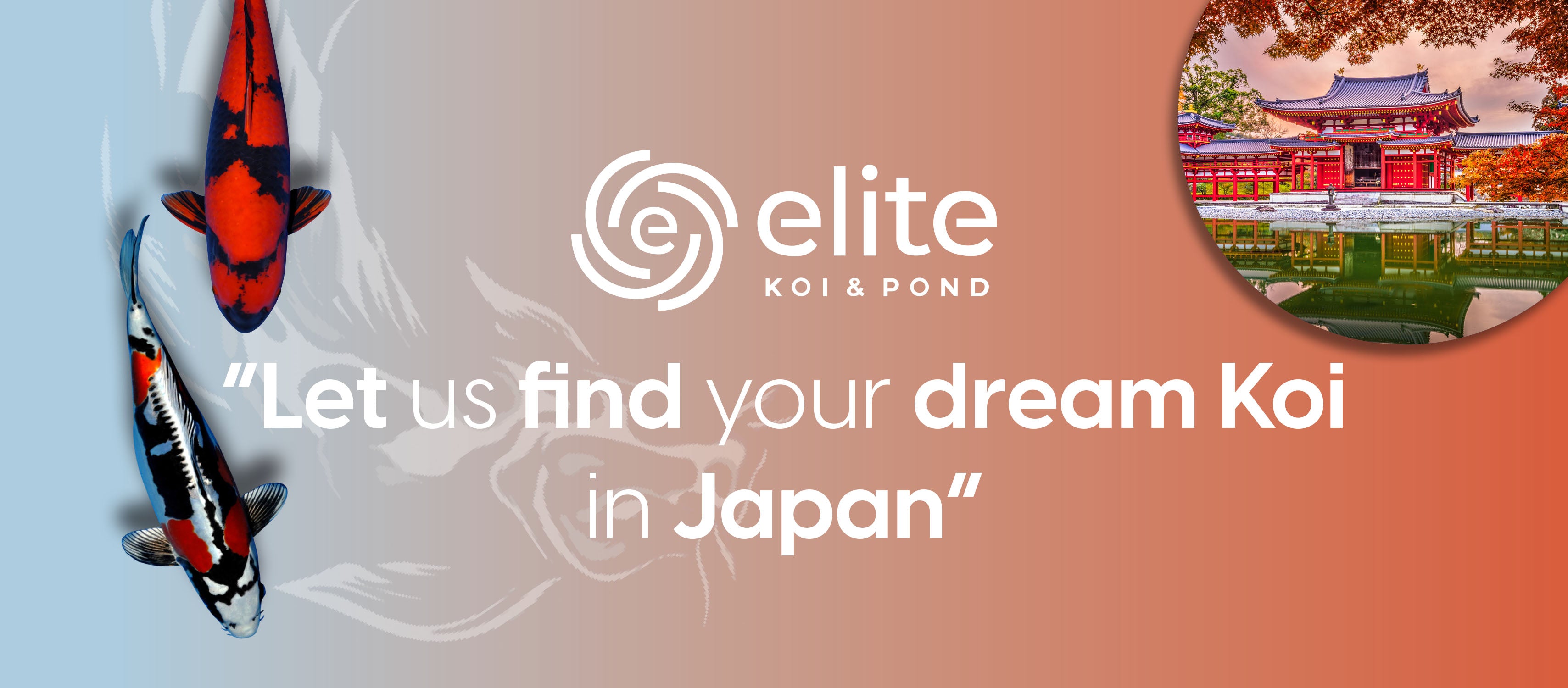 Elite Koi's Exclusive Japan Expedition: Your Personalized Koi Search E