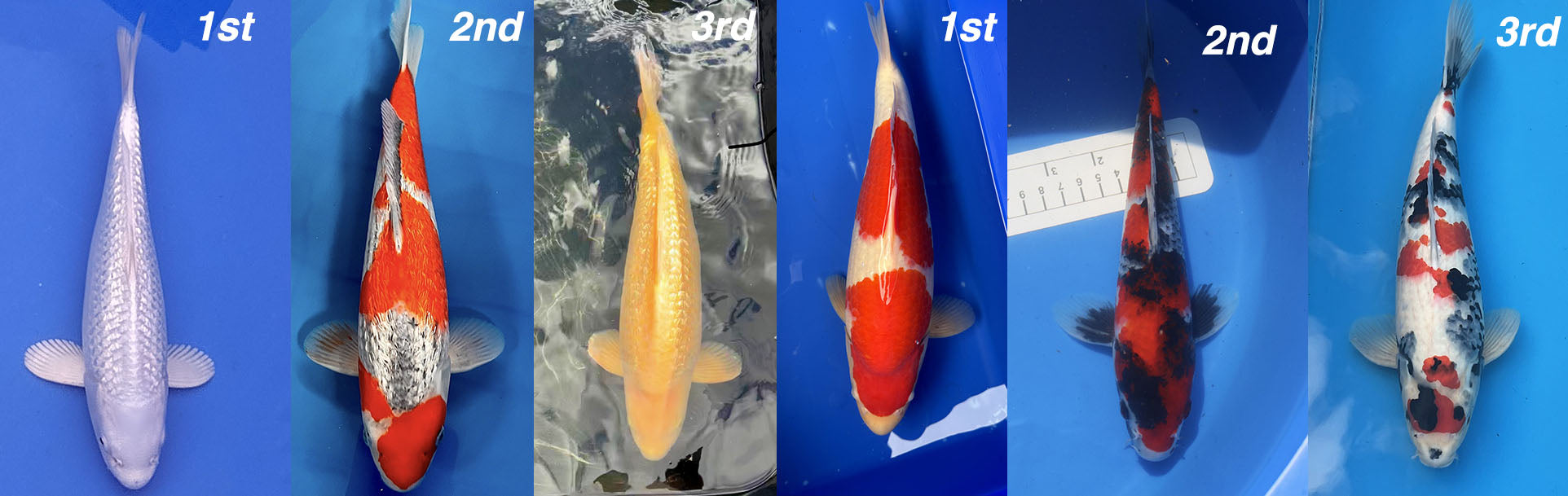 Unveiling the Top Winners at Elite Koi Photo Show