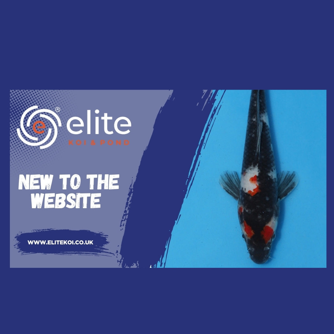 Get First Dibs on New Japanese Koi: Exclusive Video Previews Now on Elite Koi!