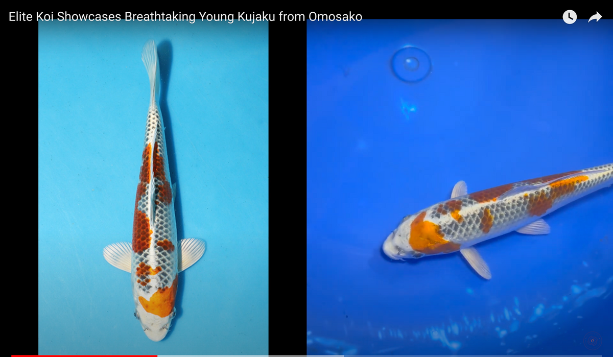 Dazzling Featured Koi 29cm Young Kujaku from Elite Omosako Bloodlines