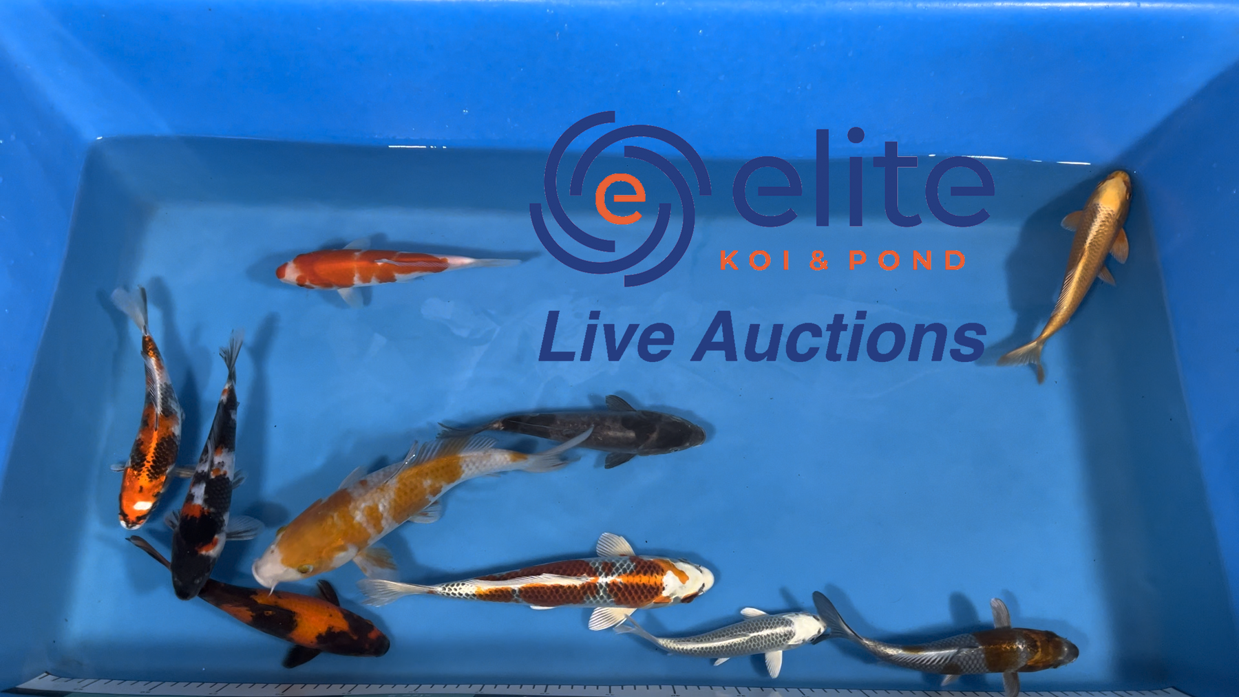 Live Auction Koi Selected for Saturday 2nd December