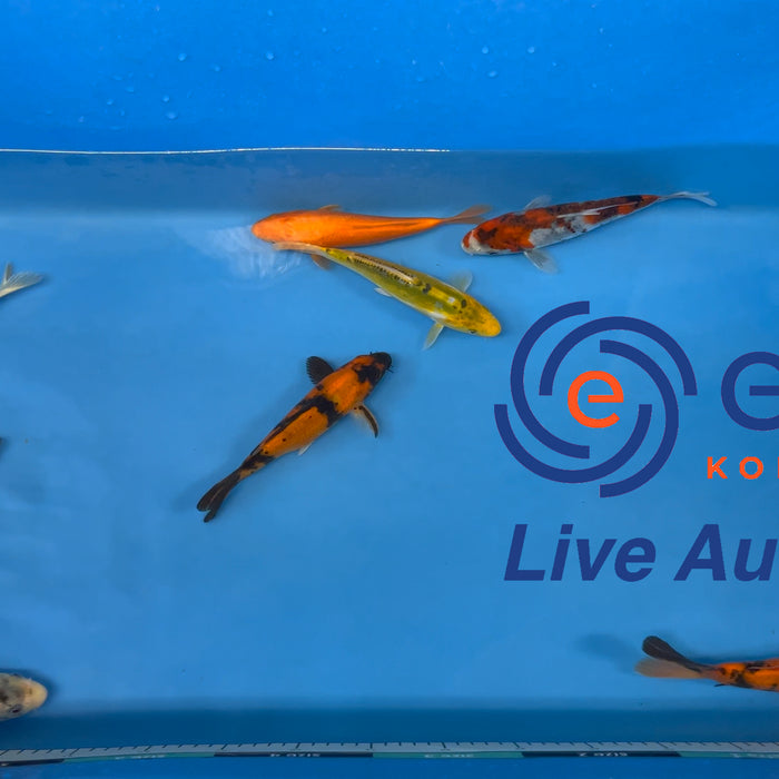 Live Auction Koi Selected for Saturday 9th December
