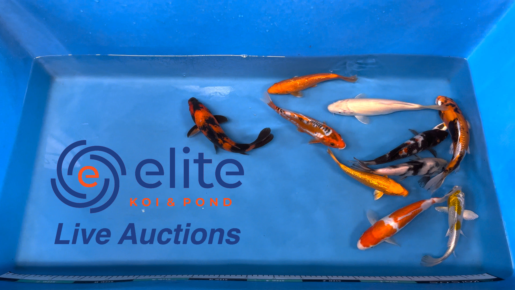 Live Auction Koi Selected for Saturday 16th December