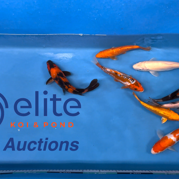 Live Auction Koi Selected for Saturday 16th December