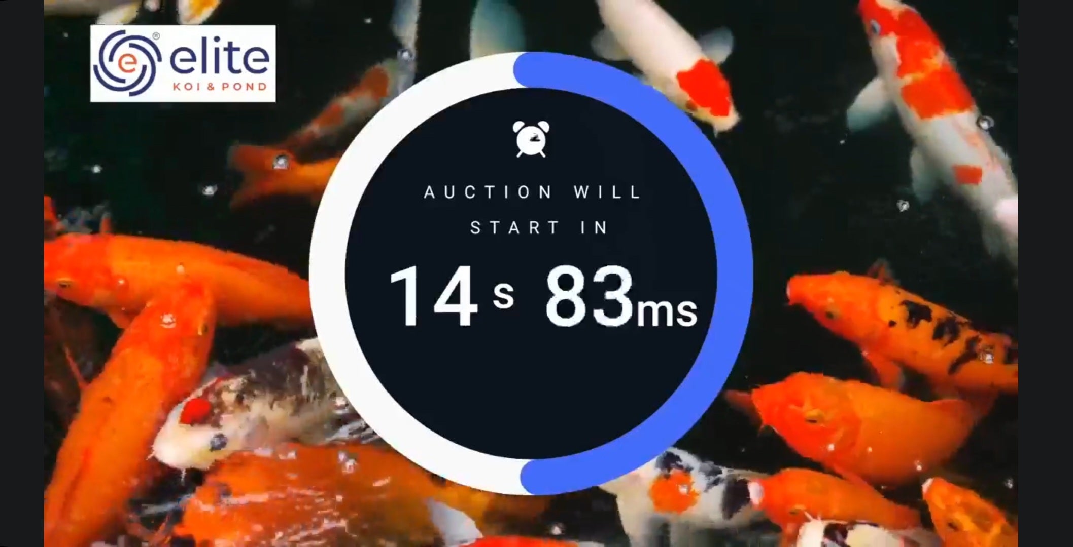 Live Auction 14/01/23