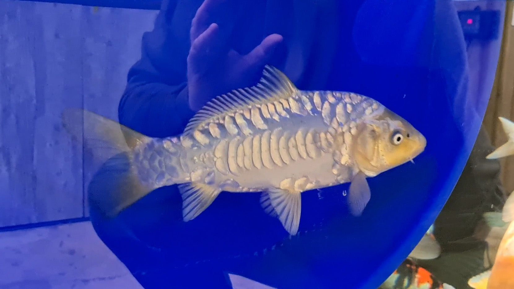 You could win this beautiful Aragoke Koi Raffle - Elite Koi