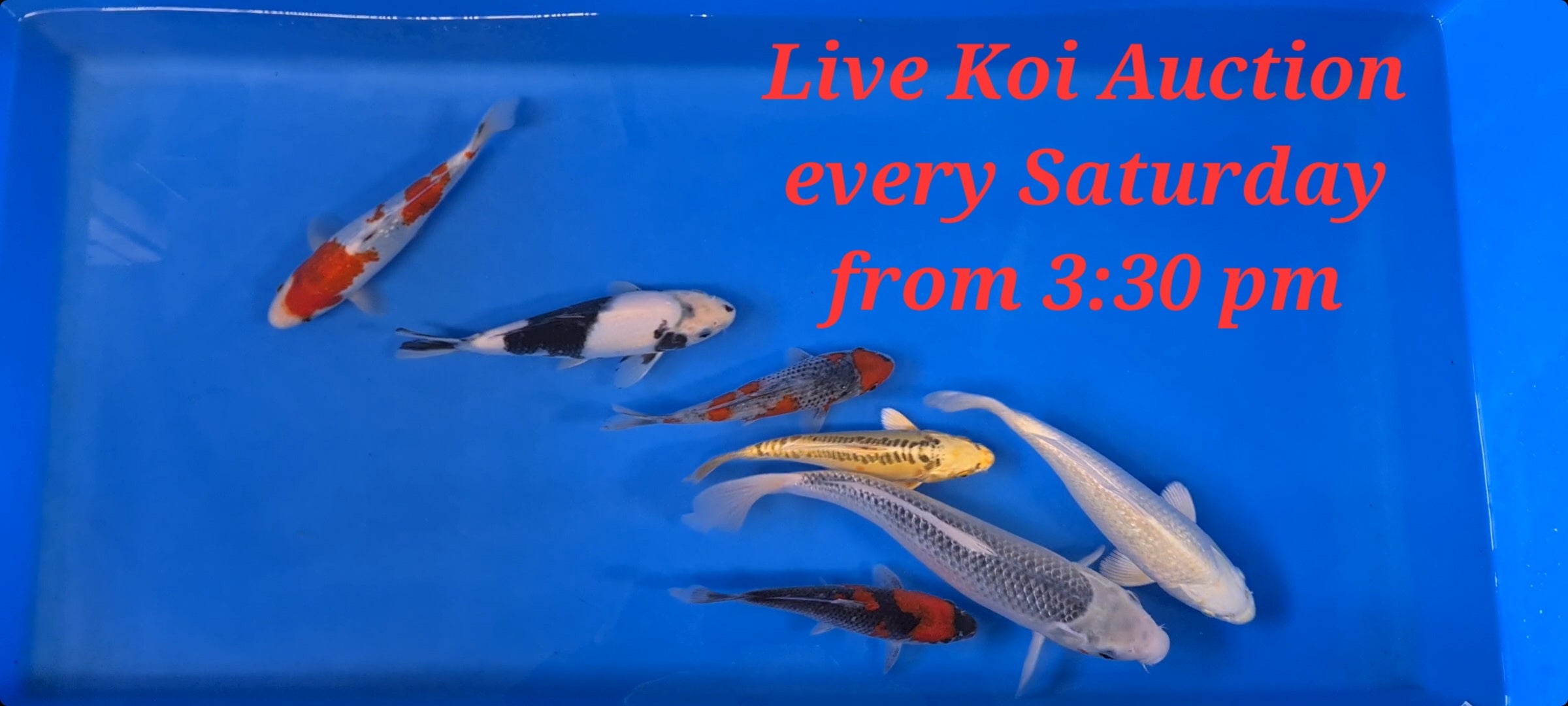 Superb selection for this weeks live Koi Auction Sat 28th Jan 2023