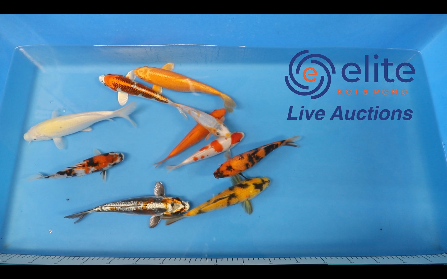 Live Auction Koi Selected for Saturday 13th January