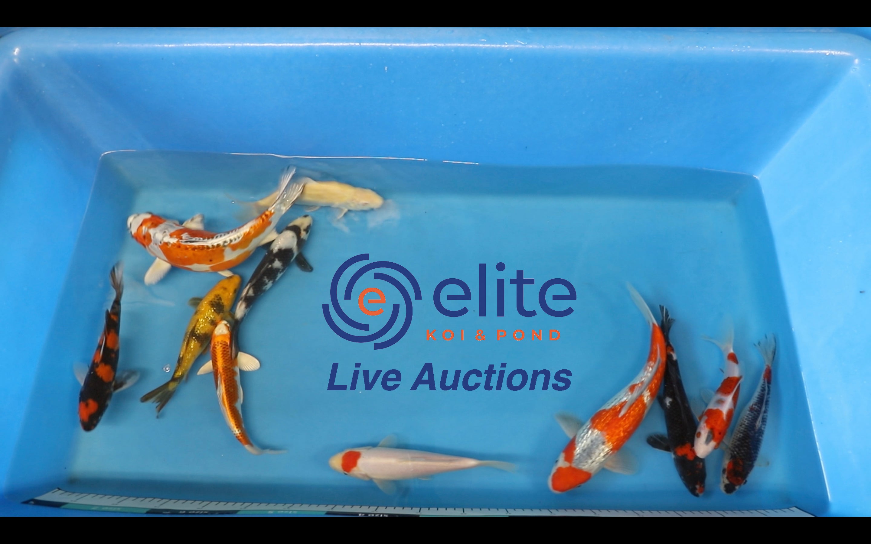 Live Auction Koi Selected for Saturday 20th January