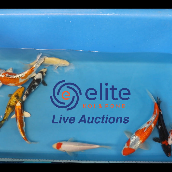 Live Auction Koi Selected for Saturday 20th January