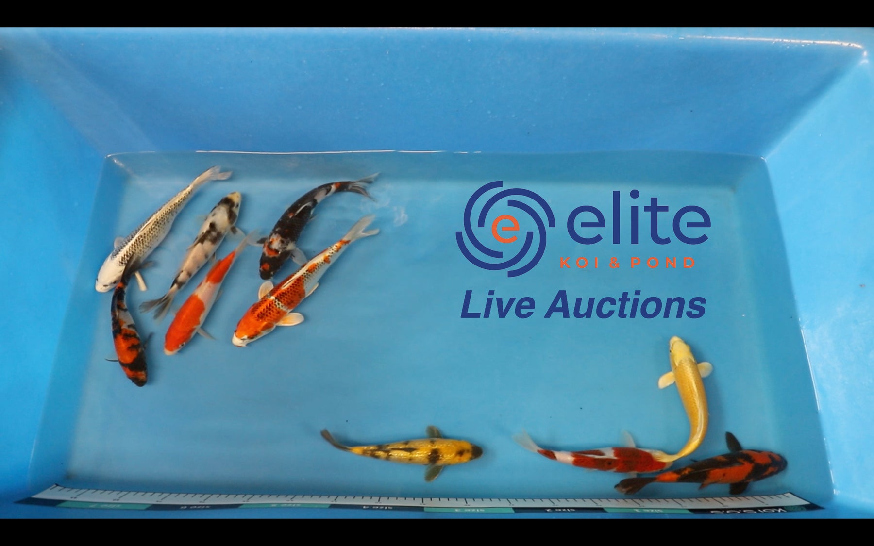 Live Auction Koi Selected for Saturday 27th January