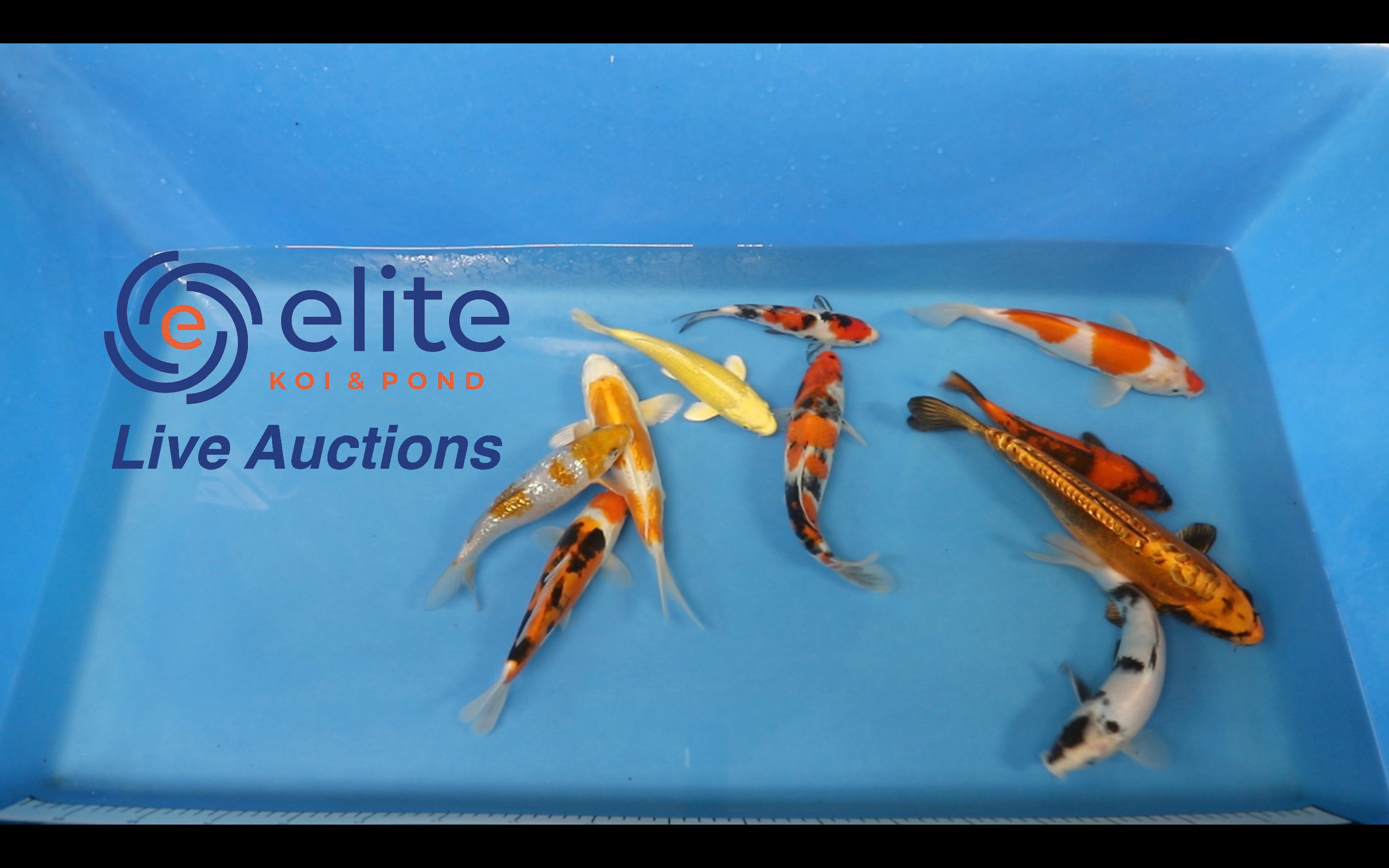 Join Our Weekly Japanese Koi Auction Livestream -  3rd Of February