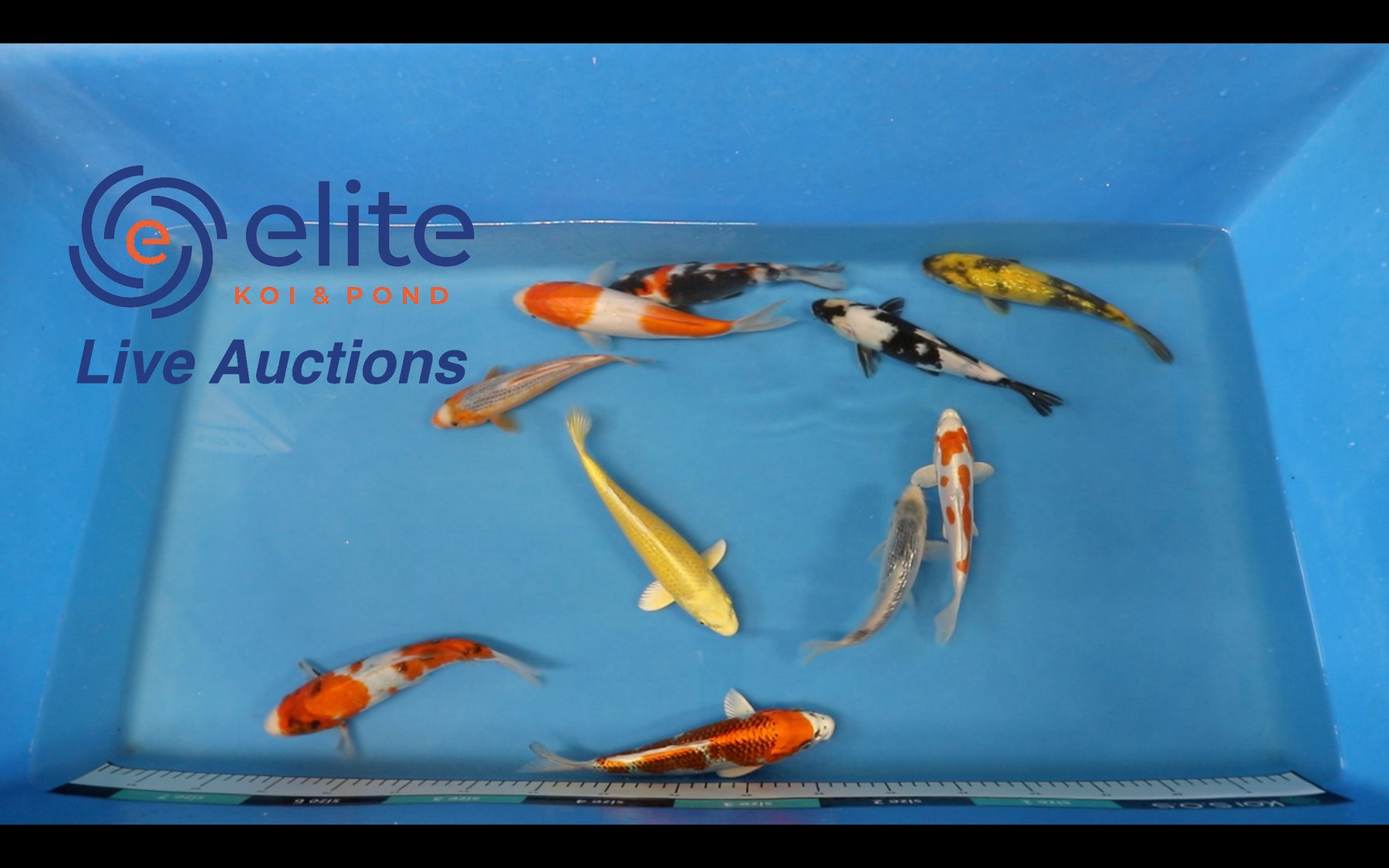 Join Our Weekly Japanese Koi Auction Livestream -  10th of February