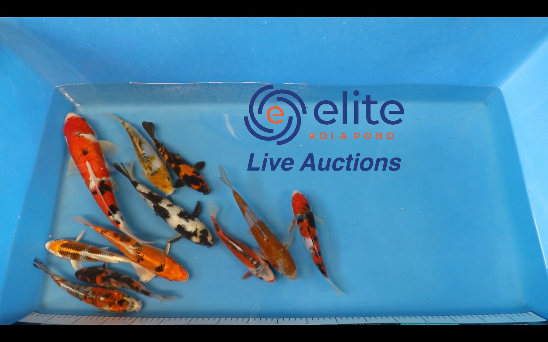 Join Our Weekly Japanese Koi Auction Livestream -  17th of February