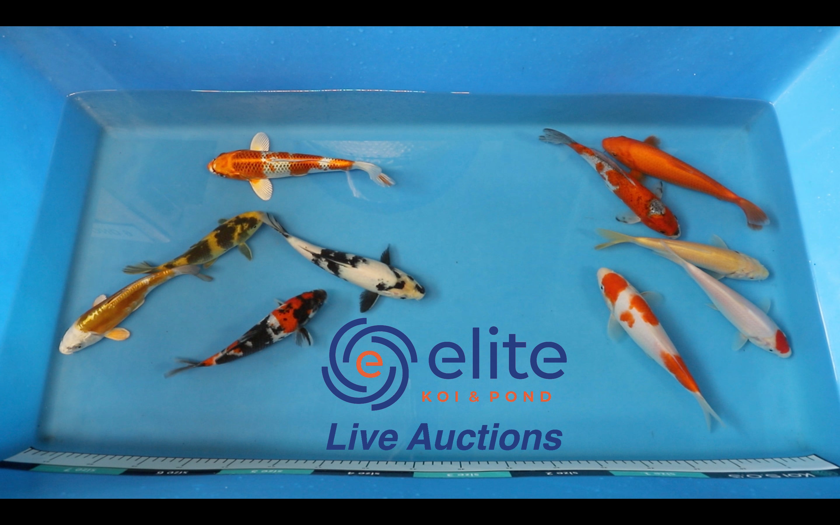Join Our Weekly Japanese Koi Auction Livestream -  24th of February