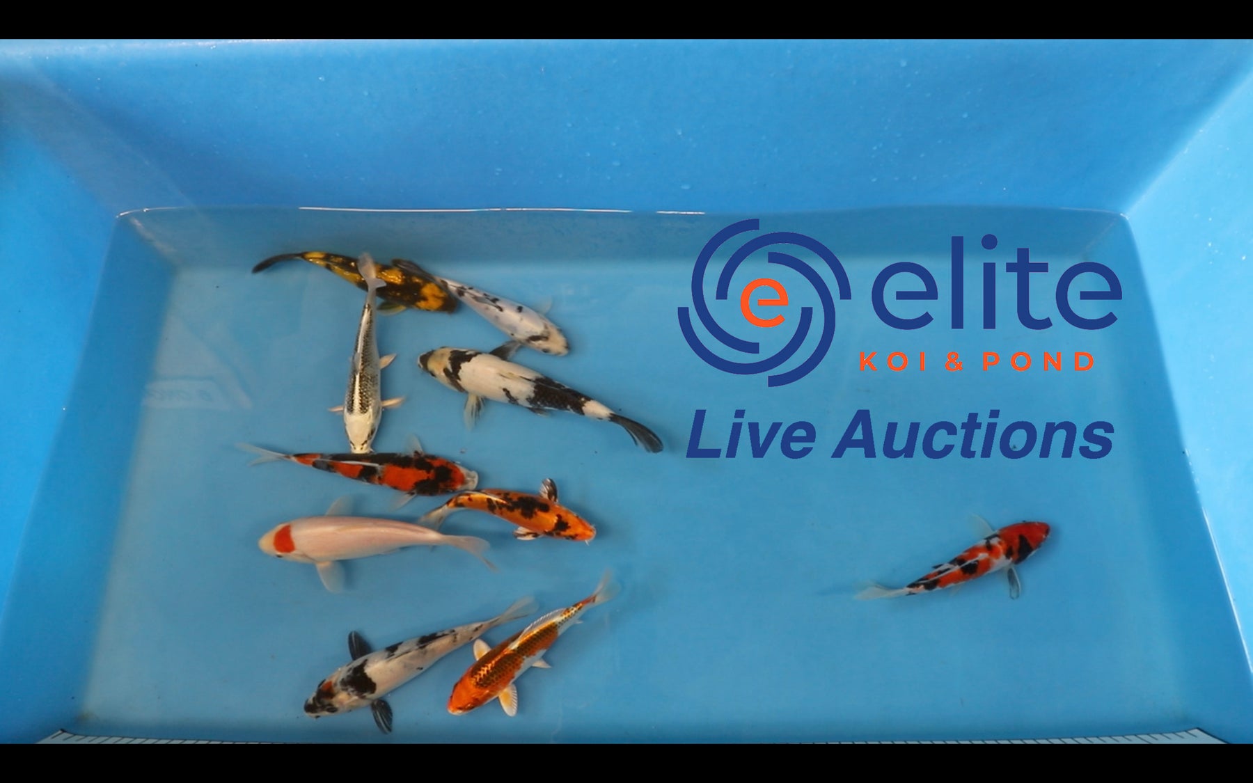 Join Our Weekly Japanese Koi Auction Livestream -  2nd March