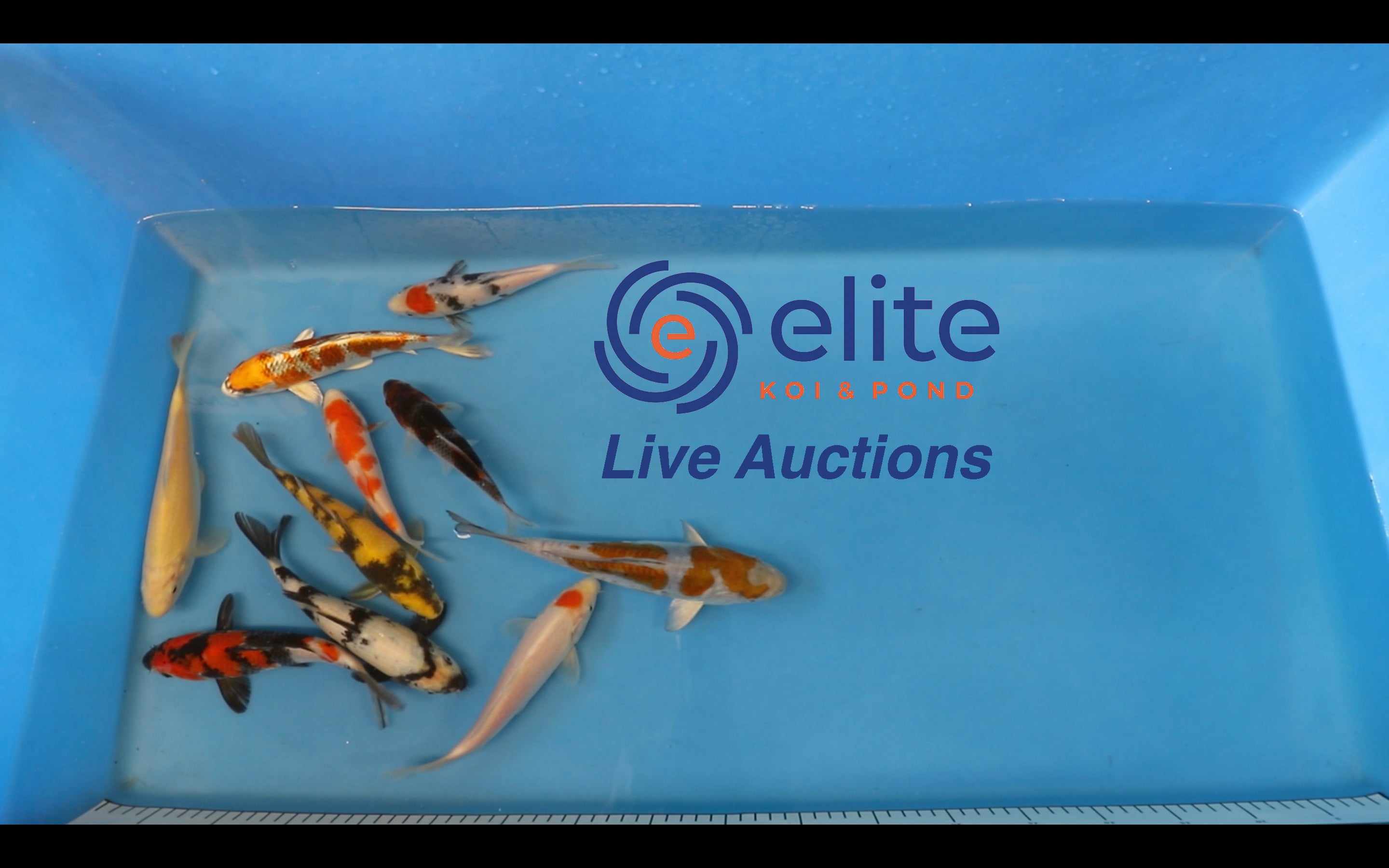 Join Our Weekly Japanese Koi Auction Livestream -  9th March