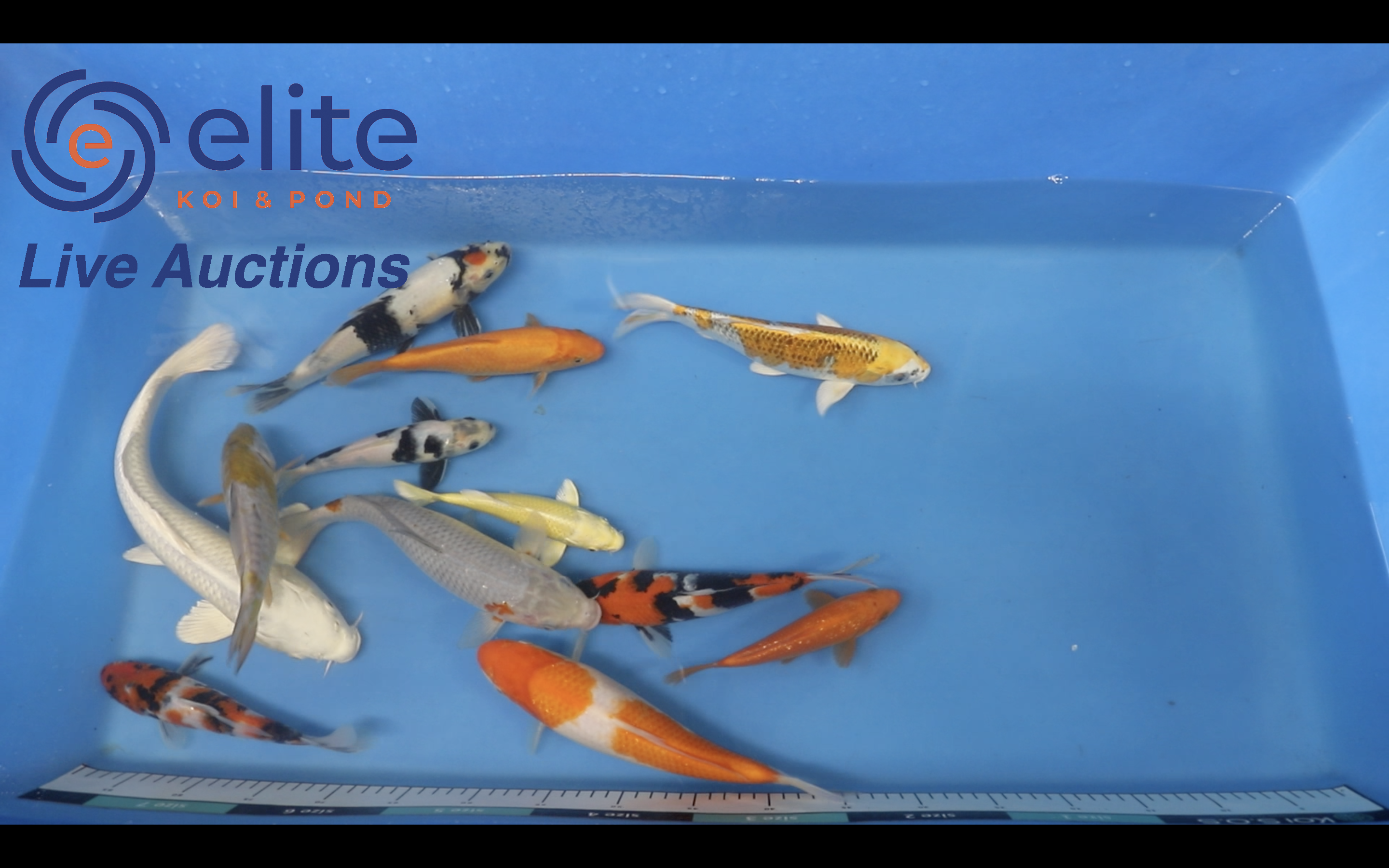 Join Our Weekly Japanese Koi Auction Livestream -  16th March