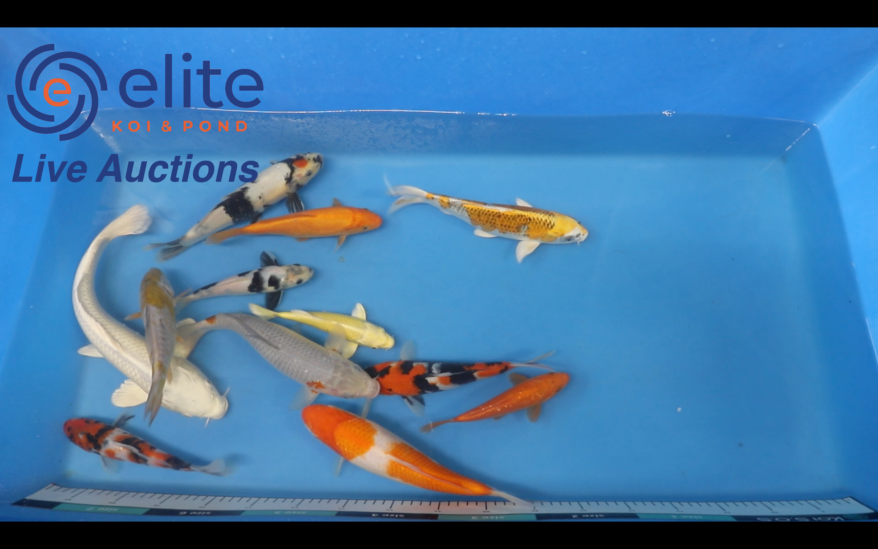 Join Our Weekly Japanese Koi Auction Livestream -  16th March