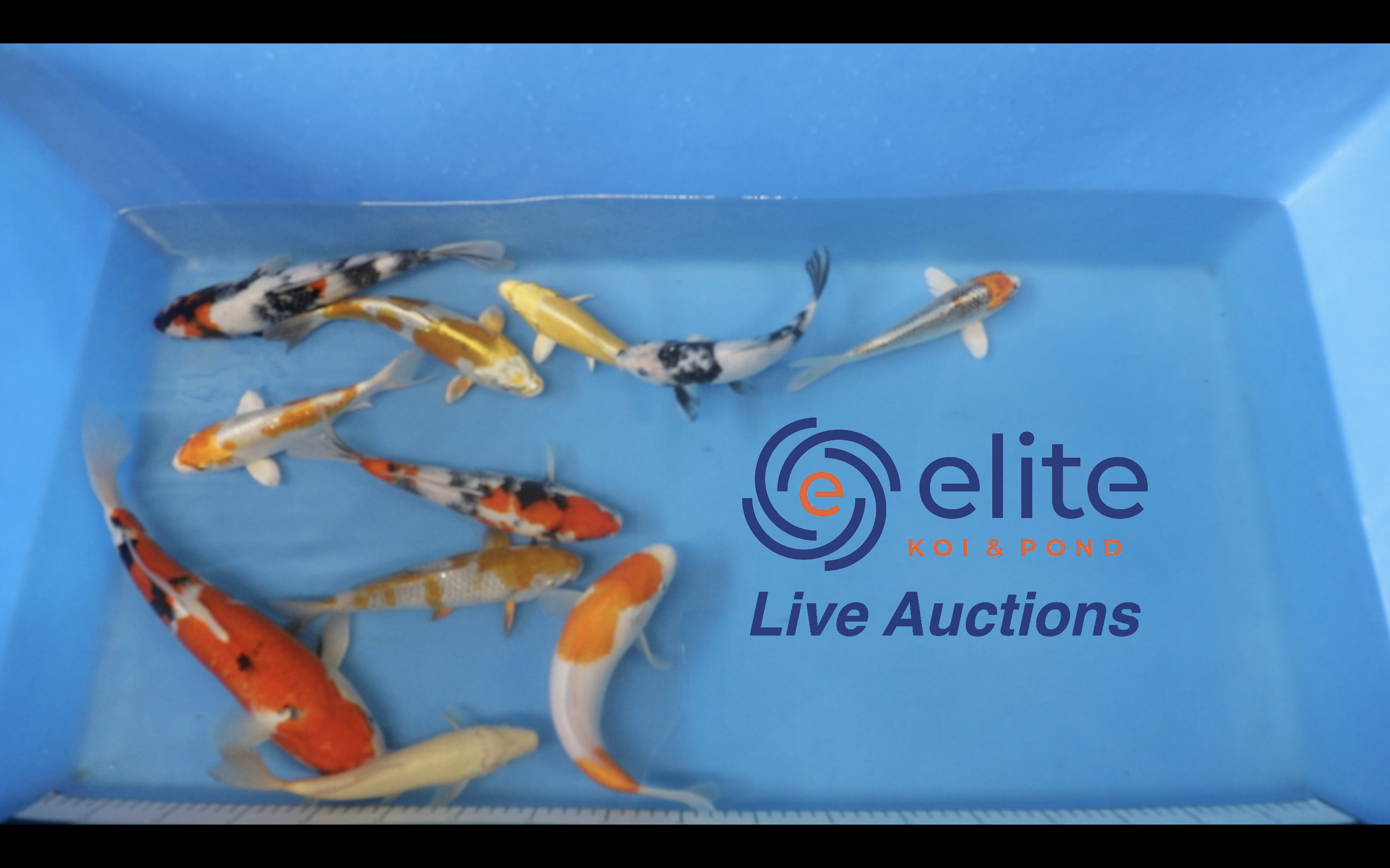Join Our Weekly Japanese Koi Auction Livestream -  23rd March