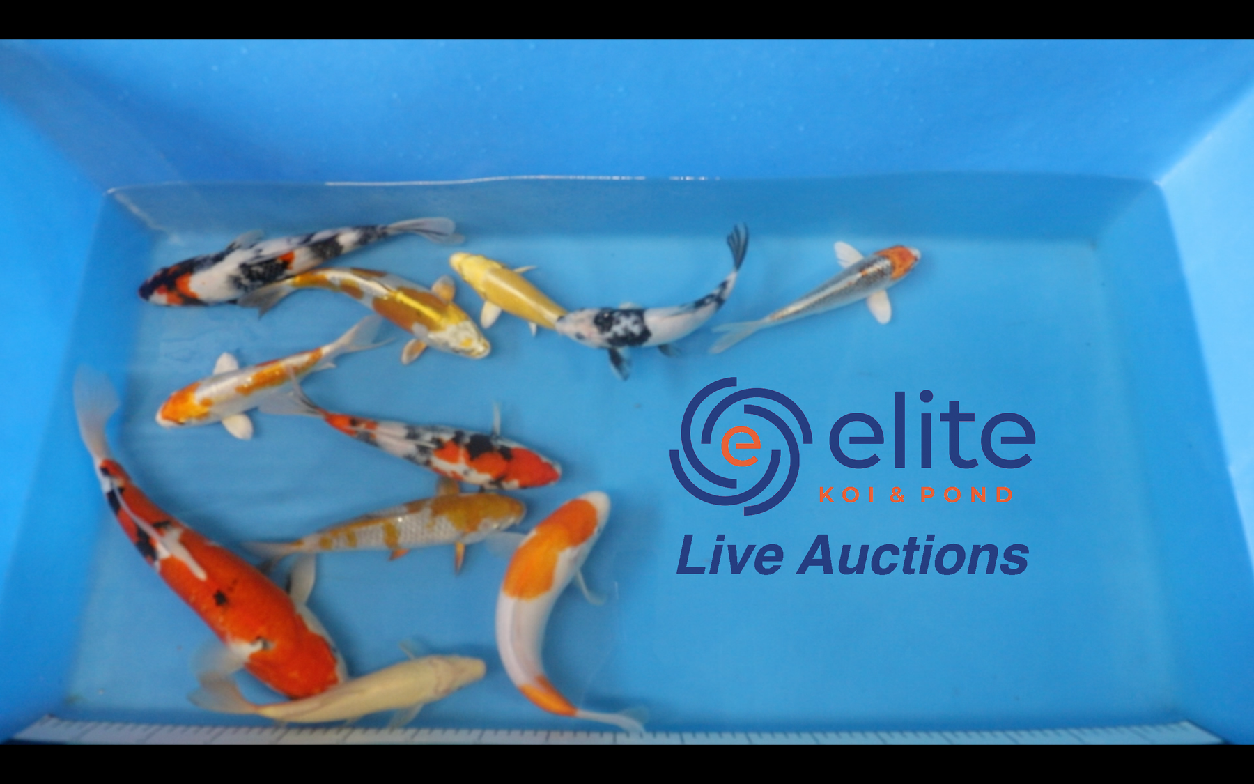 Join Our Weekly Japanese Koi Auction Livestream -  23rd March