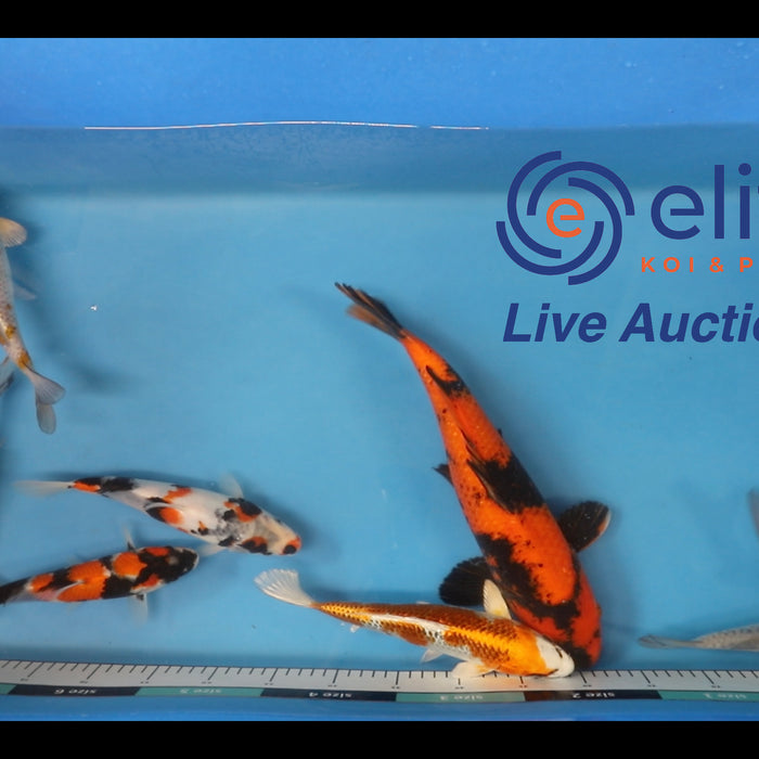 Join Our Weekly Japanese Koi Auction Livestream -  30th March
