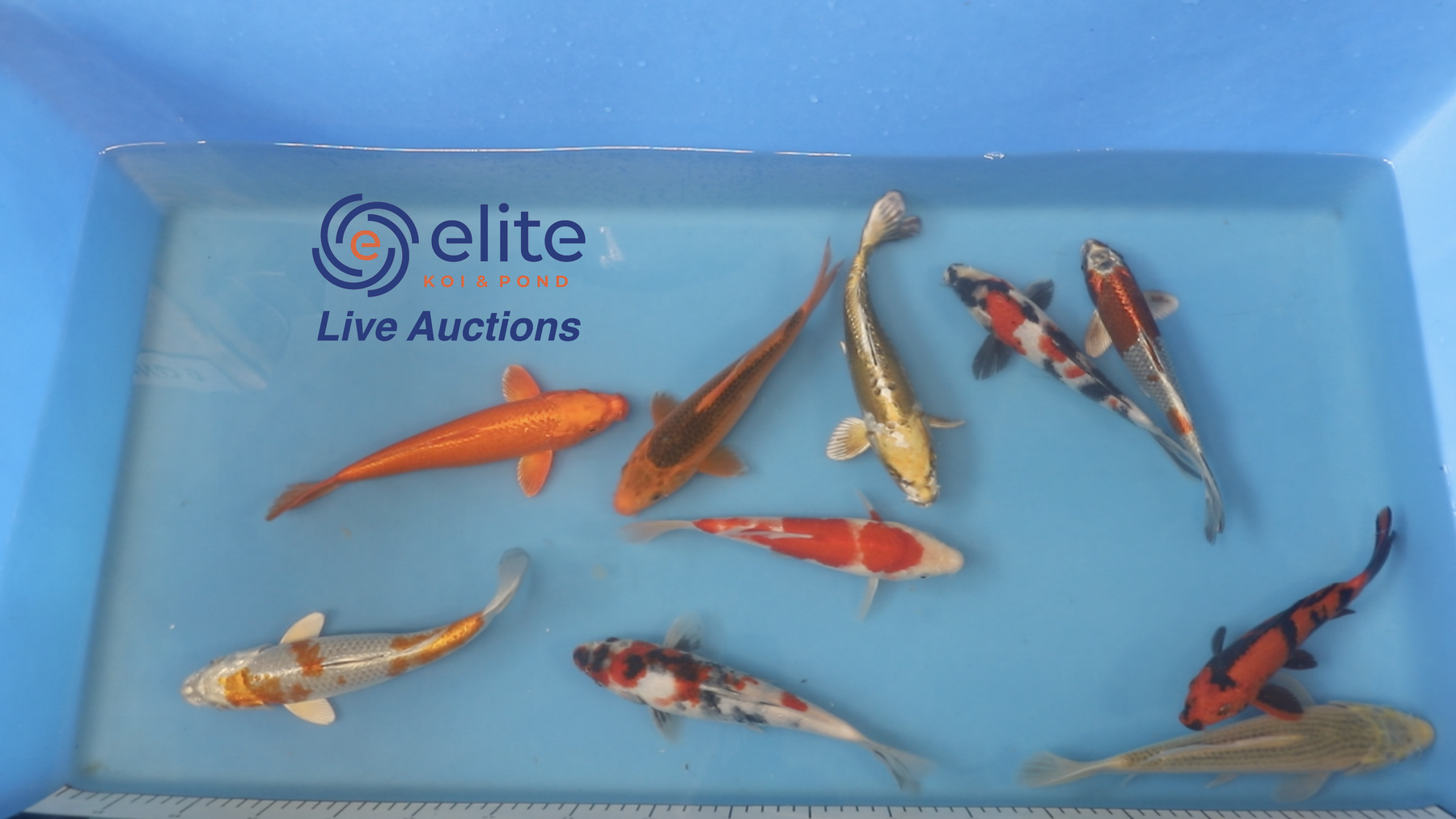 Join Our Weekly Japanese Koi Auction Livestream -  06th of April