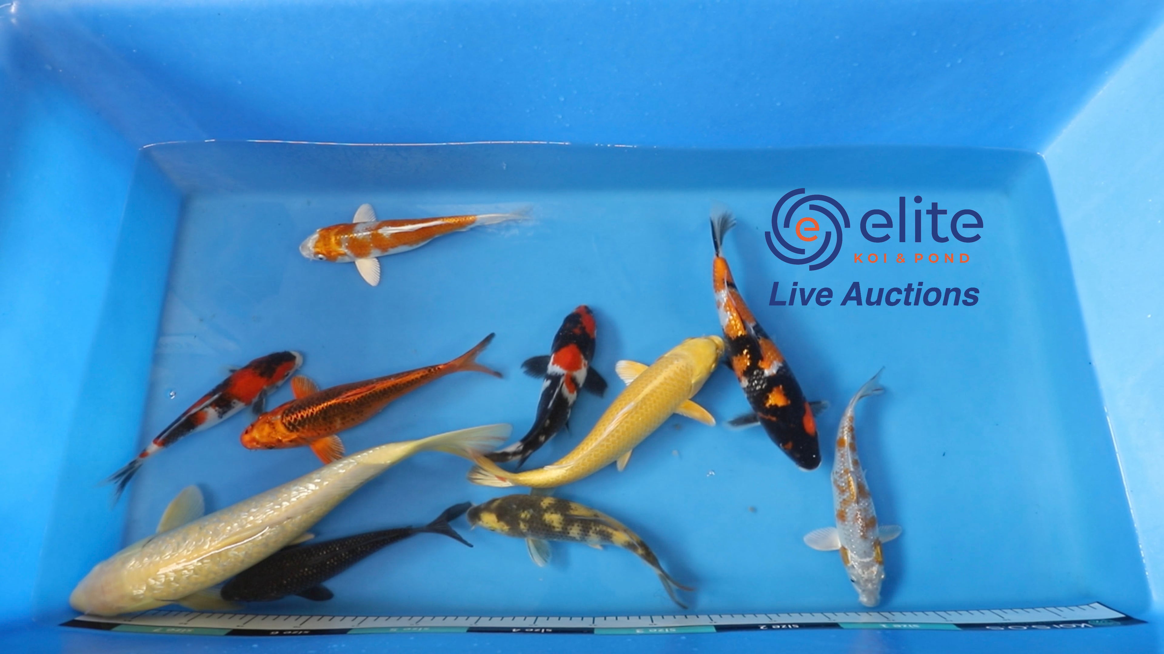 Join Our Weekly Japanese Koi Auction Livestream -  13th of April