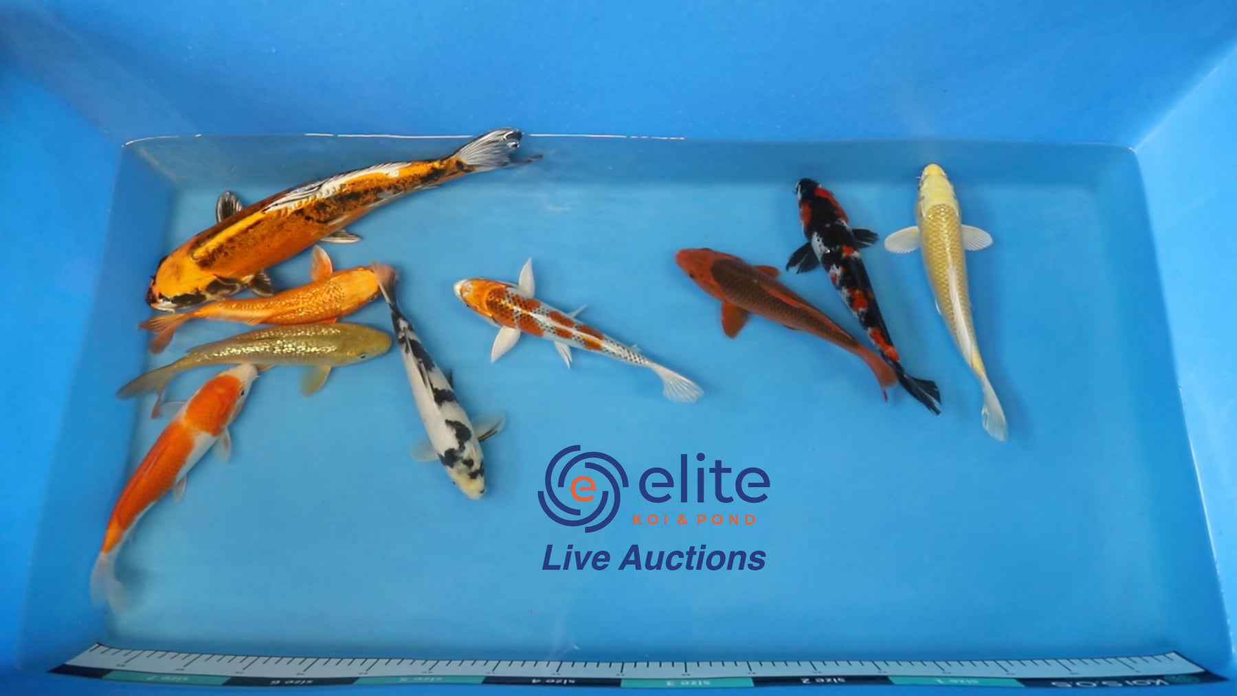 Join Our Weekly Japanese Koi Auction Livestream -  20th of April