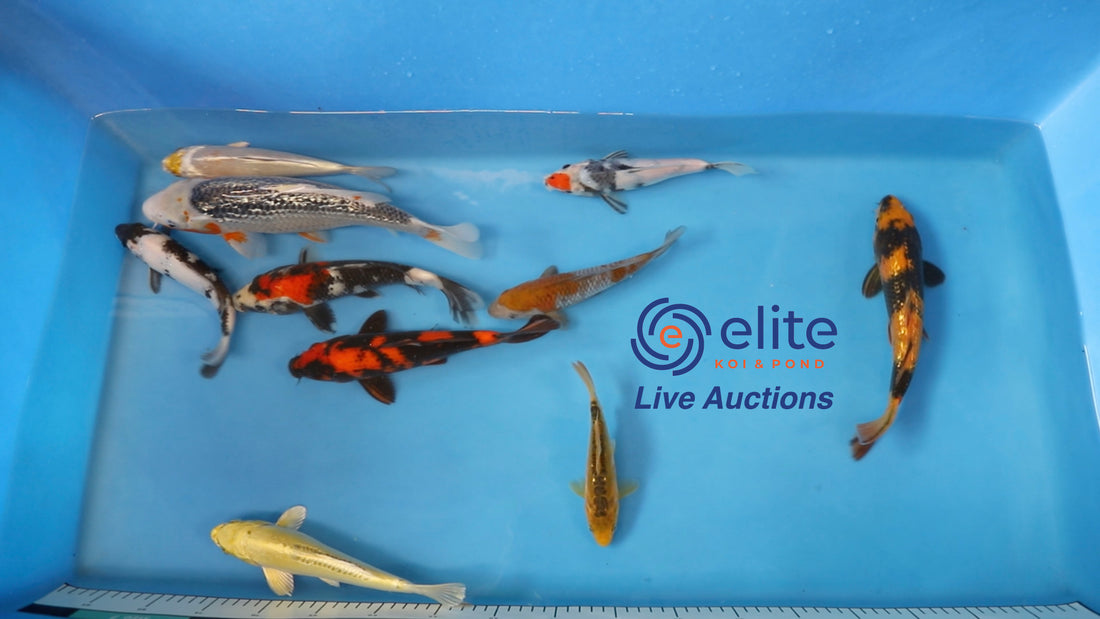 Join Our Weekly Japanese Koi Auction Livestream -  27th of April