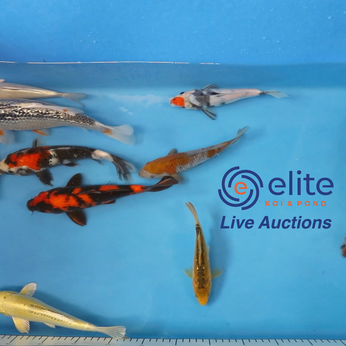 Join Our Weekly Japanese Koi Auction Livestream -  27th of April