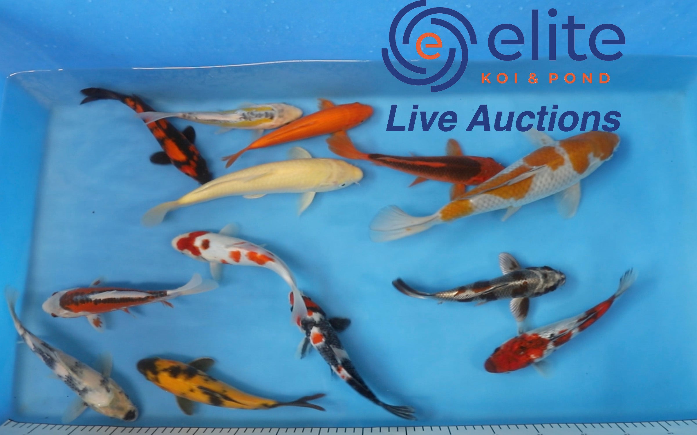 Join Our Weekly Japanese Koi Auction Livestream - 8th of June