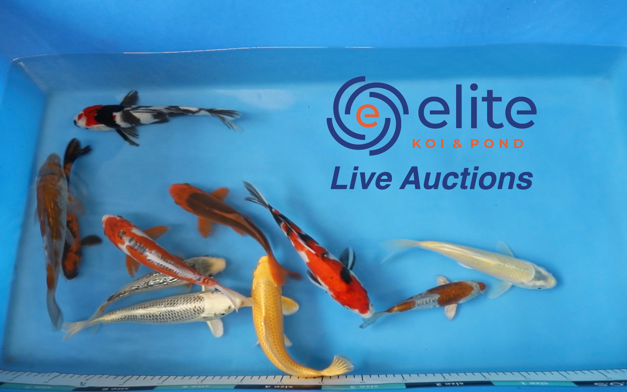 Join Our Weekly Japanese Koi Auction Livestream - 15th of June