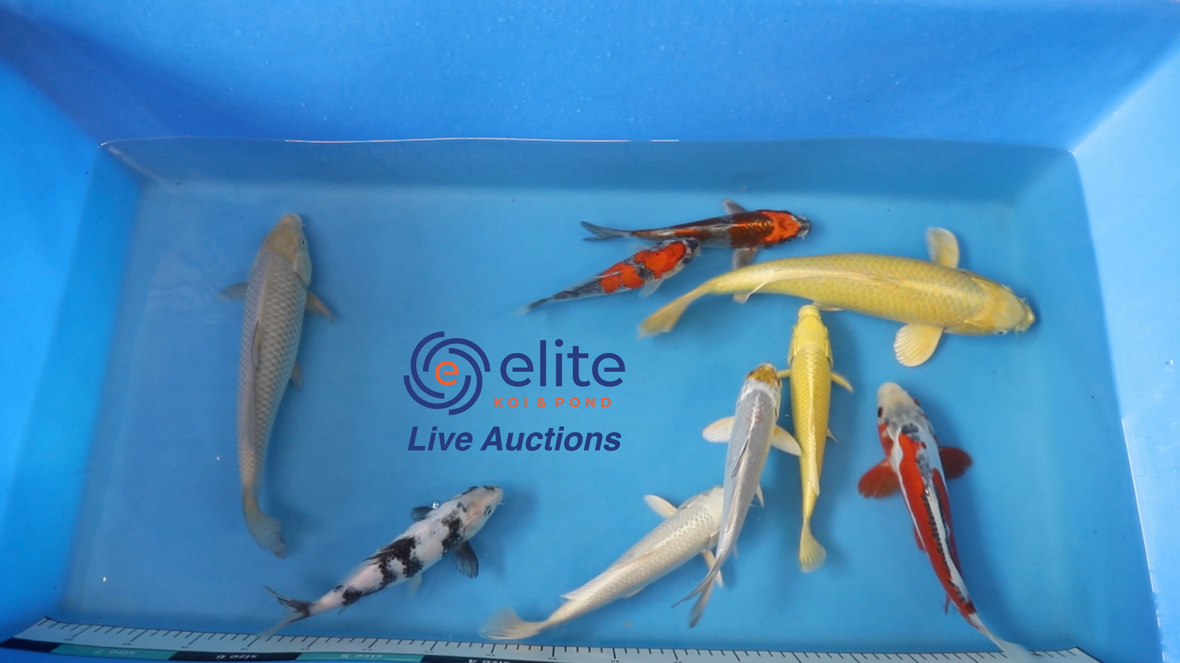 Join Our Weekly Japanese Koi Auction Livestream - 29th of June