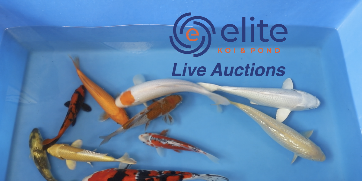 Join Our Weekly Japanese Koi Auction Livestream - 13th of July — Elite Koi